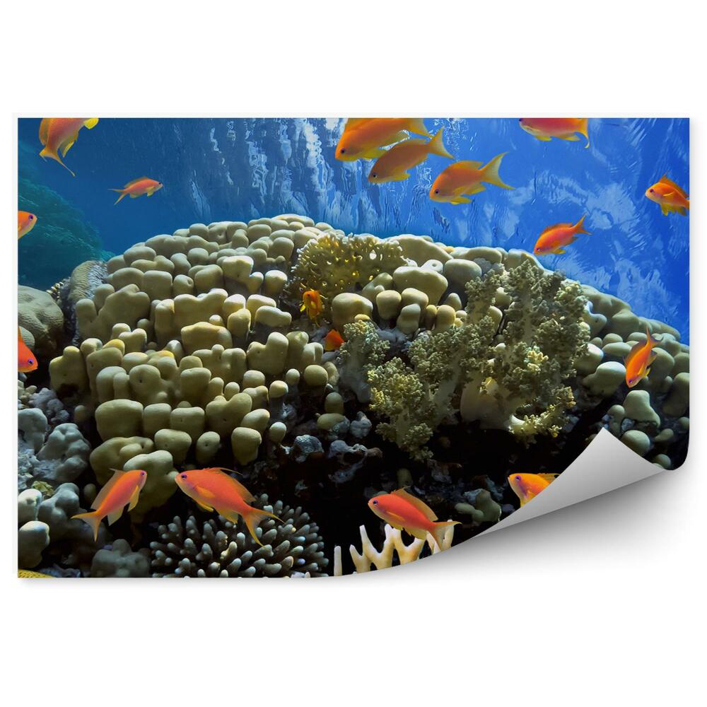 Fototapet perete Viața Animală Subacvatică De Recif