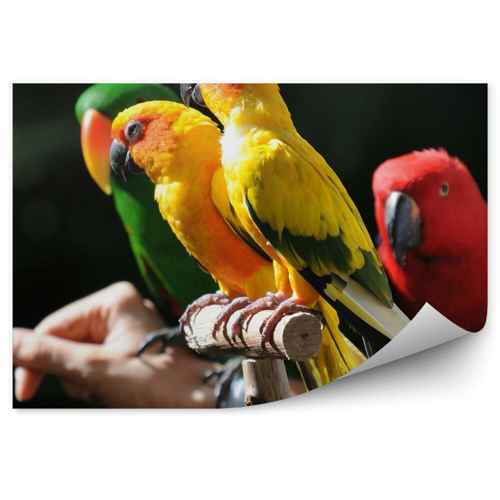 Fototapet vintage Papagali Mici Colorați