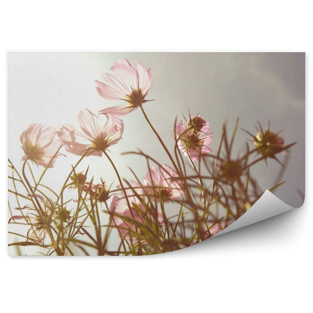 Decor fototapet Flori în timpul apusului