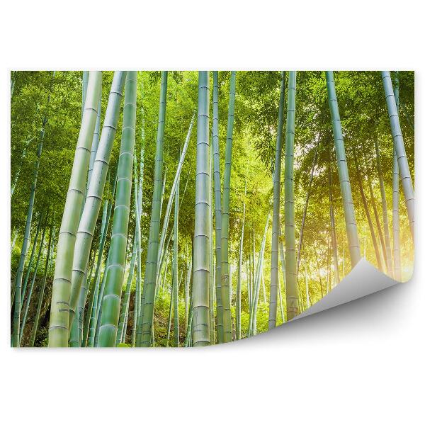 Fototapet vintage Tufe De Pădure Verzi Soare Bambus