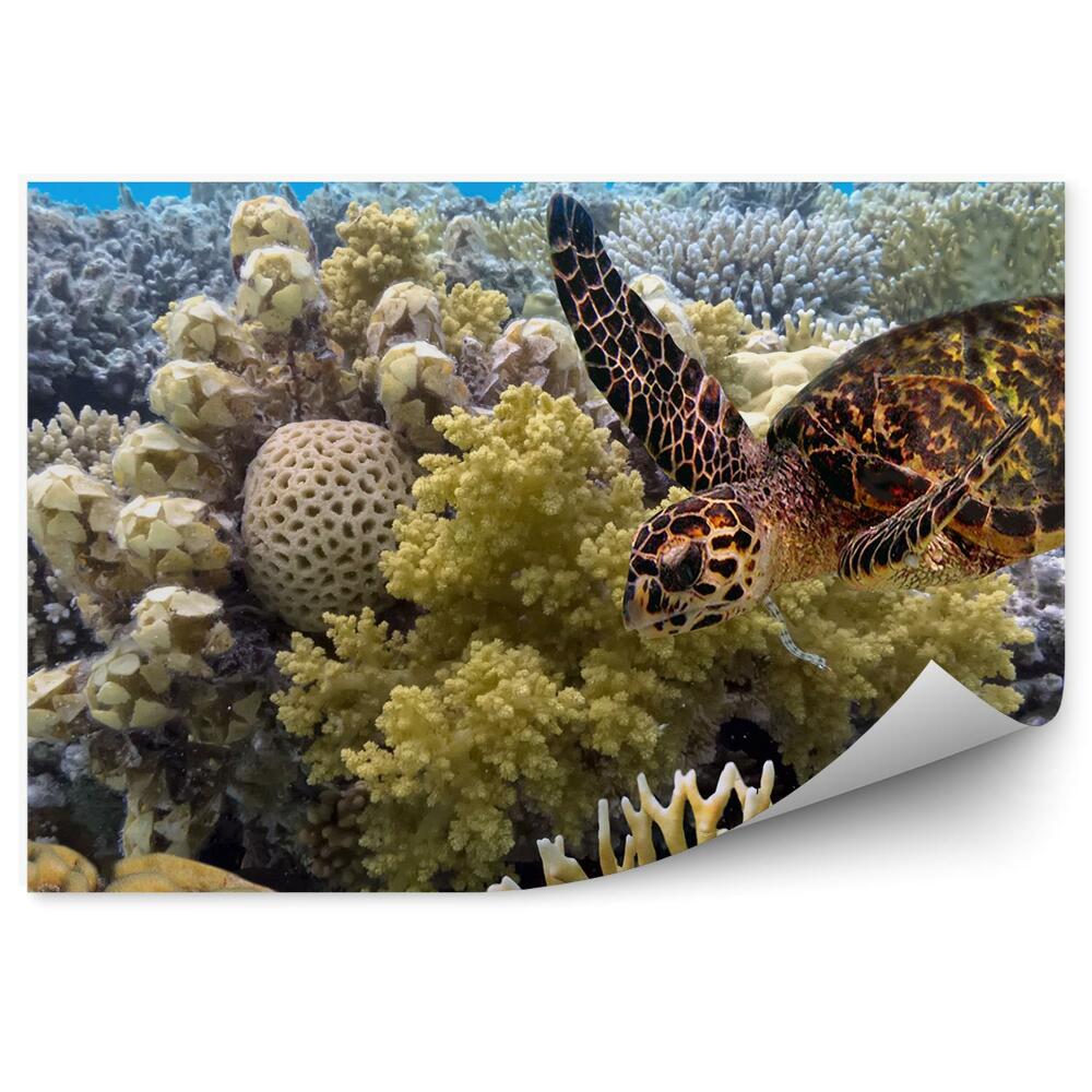 Fototapet Turtle Recif De Corali Cer Ocean