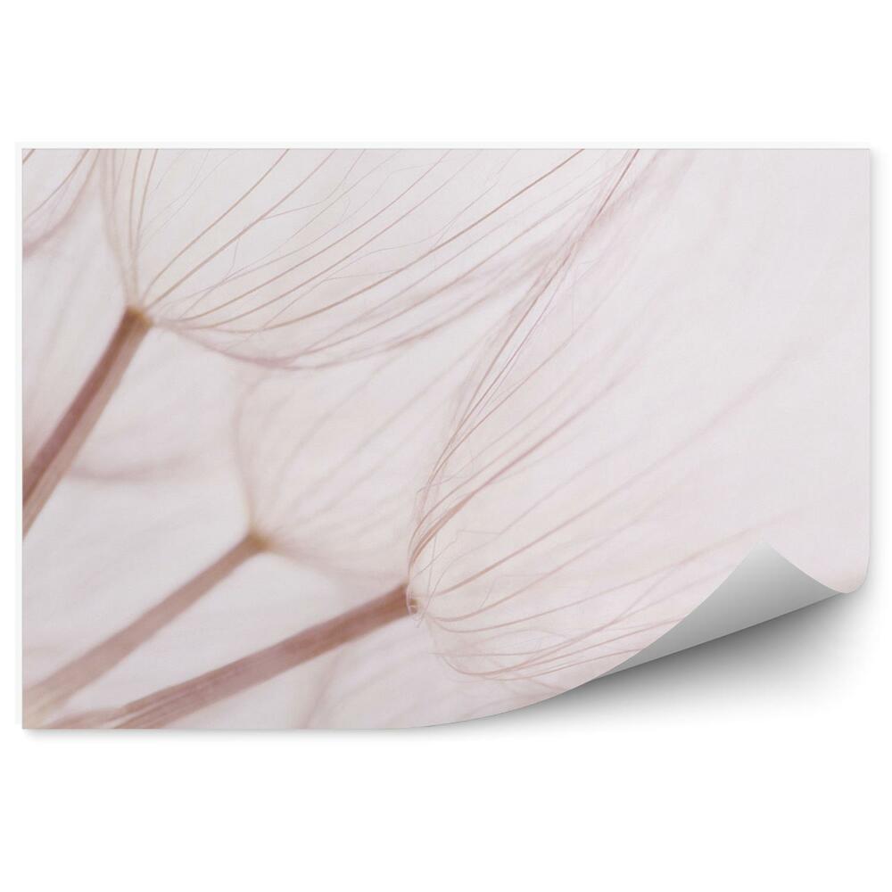 Decor fototapet Abstracția păpădiei