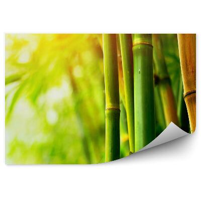 Fototapet pentru perete Prim-Plan Cu Bambus Strălucitor Maro Verde