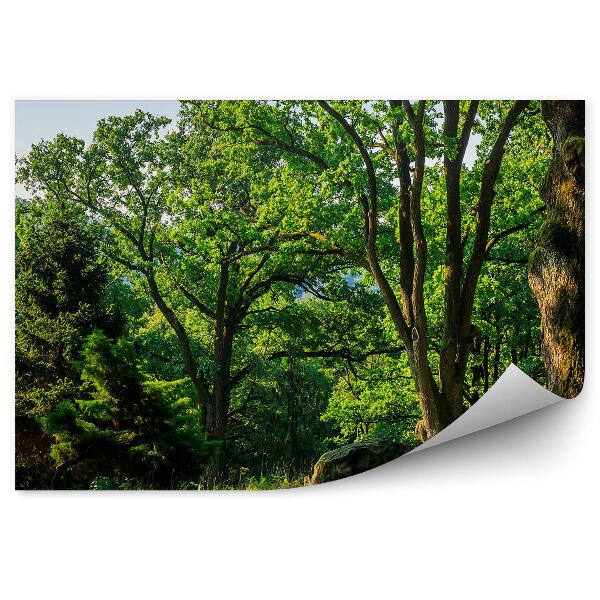 Decor fototapet Copaci Vara Verde Brazi De Craciun Munti