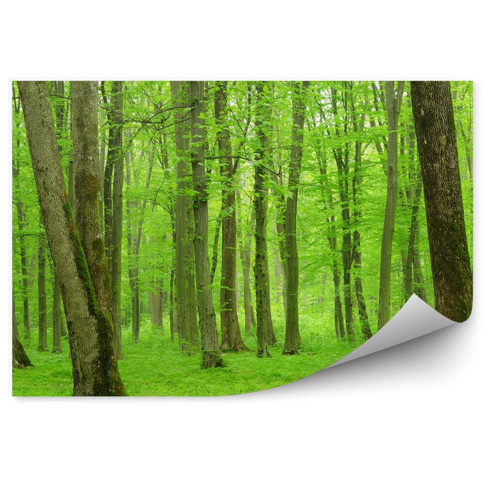 Fototapet perete Natura Copacilor Verzi Luxurianți