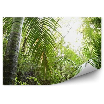 Fototapet perete Perspectivă Asupra Pădurii Luminoase Tropicale
