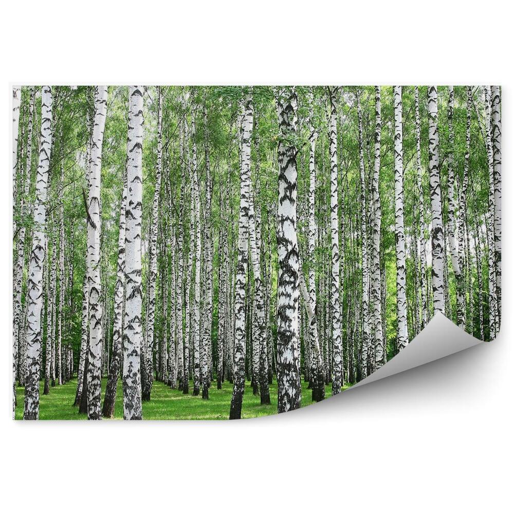 Fototapet perete Pădure De Mesteacăn De Primăvară Cu Trunchiuri Albe