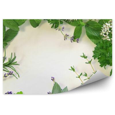 Decor fototapet Cadru de compoziție cu ierburi proaspete din natură