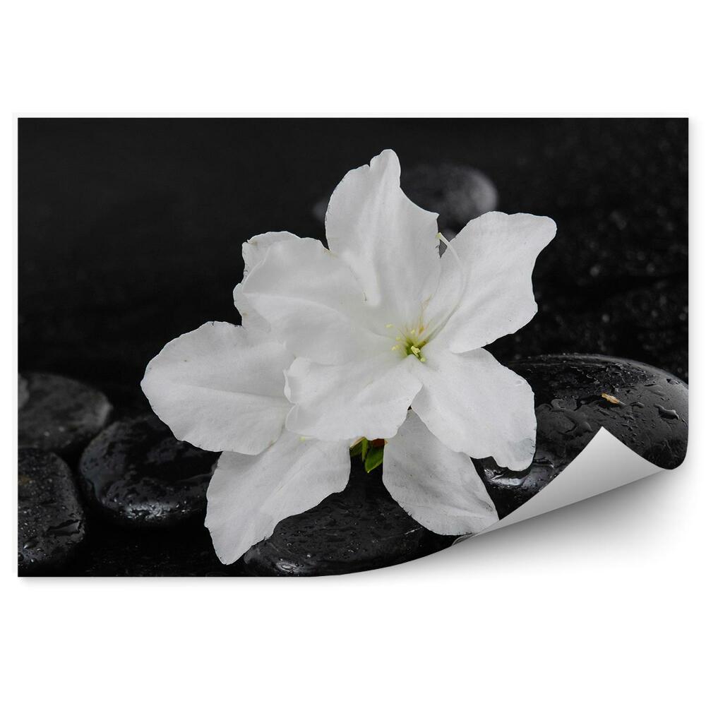 Fototapet perete Flori albe crini pietre negre fundal de rouă