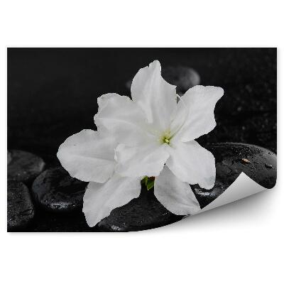 Fototapet perete Flori albe crini pietre negre fundal de rouă