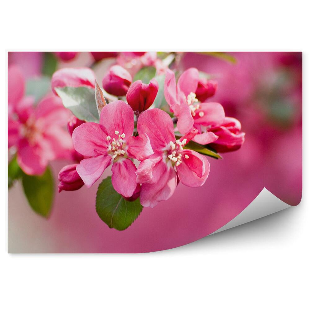 Fototapet perete Roz flori de măr plantă fundal roz