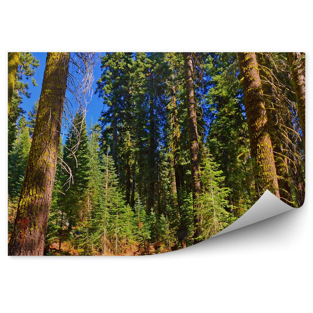 Fototapet pentru perete O Pădure De Pini