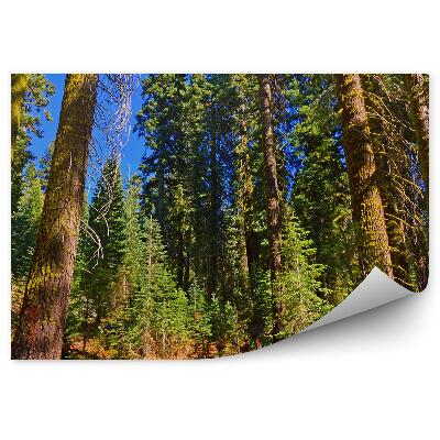 Fototapet pentru perete O Pădure De Pini