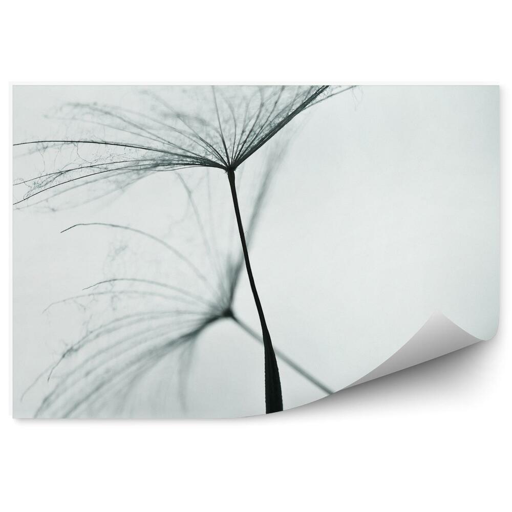 Decor fototapet Seminte de flori de papadie