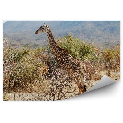 Fototapet vintage Tanzania girafe copaci vegetație natura