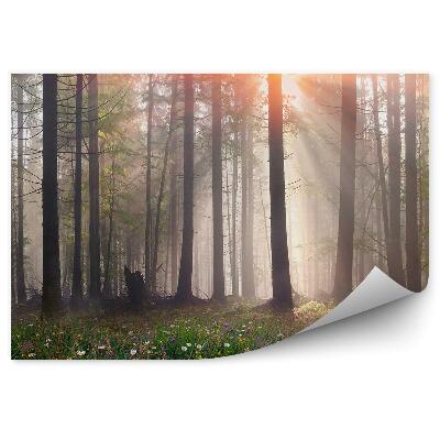 Decor fototapet Flori Într-O Poiană, Copaci, Ceață, Strălucire De Lumină