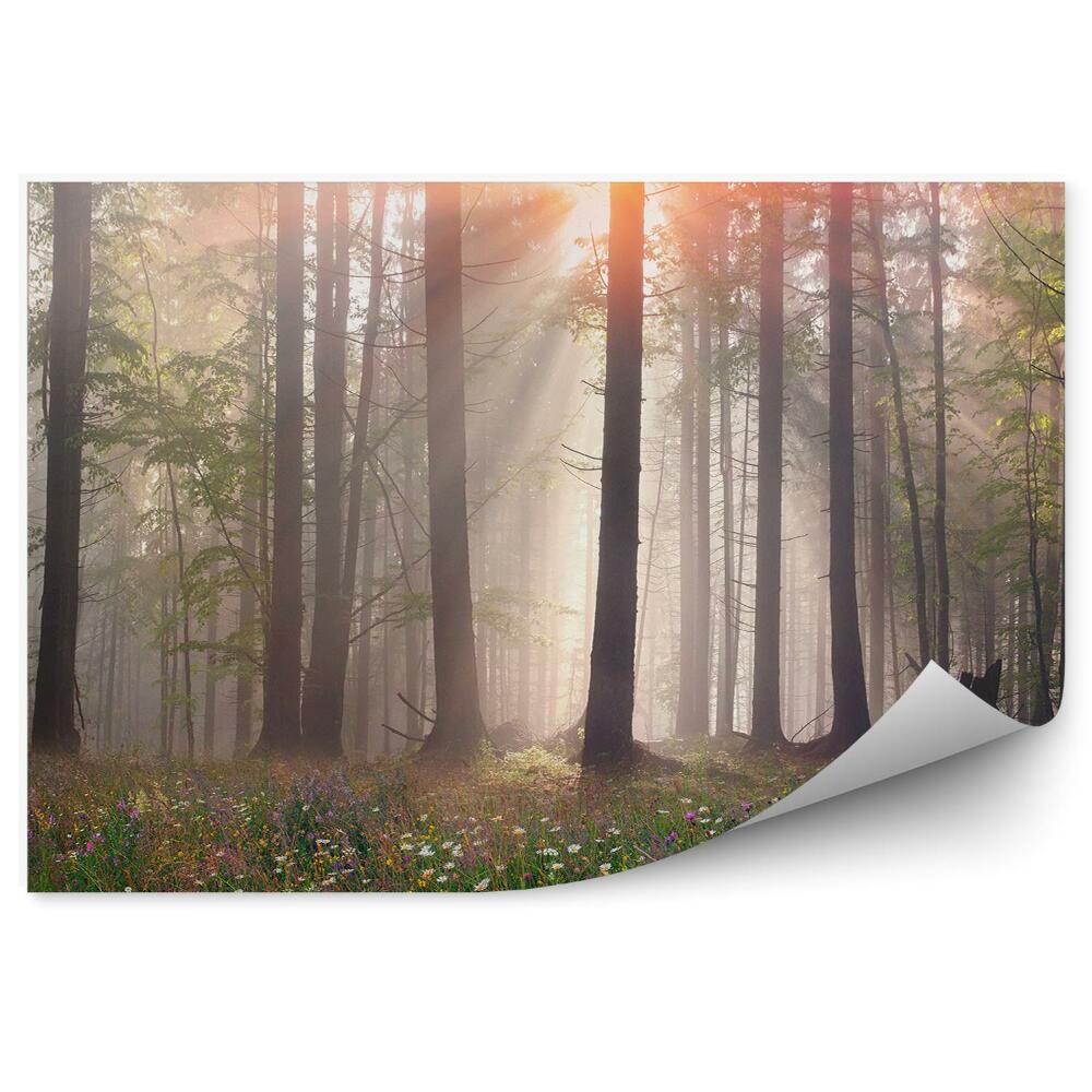 Fototapet Pădure Ceață Iarbă Poiana Poiana