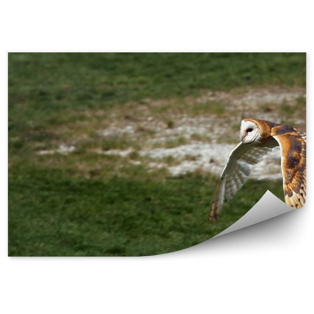 Decor fototapet Bufniță În Zbor