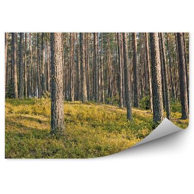 Fototapet vintage Păduri De Iarbă De Conifere