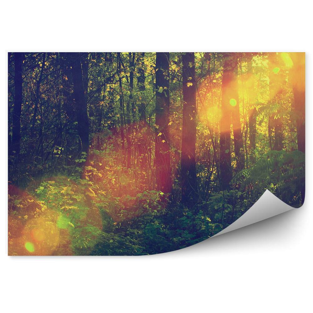 Fototapet perete Pădure De Foioase Cu Raze De Soare