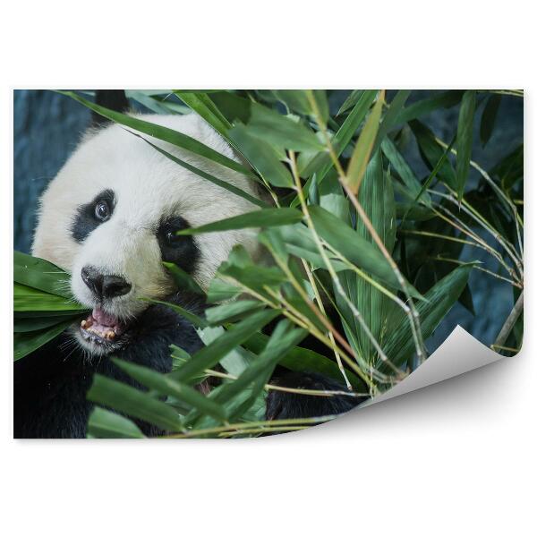 Fototapet Panda Mușcă Frunze De Bambus