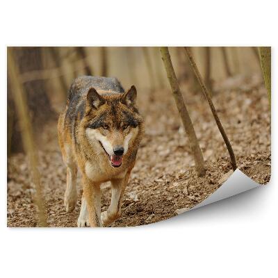 Decor fototapet Lupul Plimbă Toamna Copaci Din Pădure
