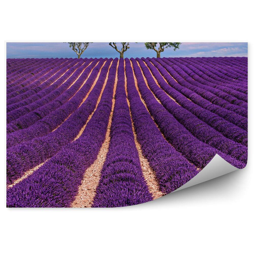 Fototapet vintage Câmpul de lavandă cerul înnorii copacii