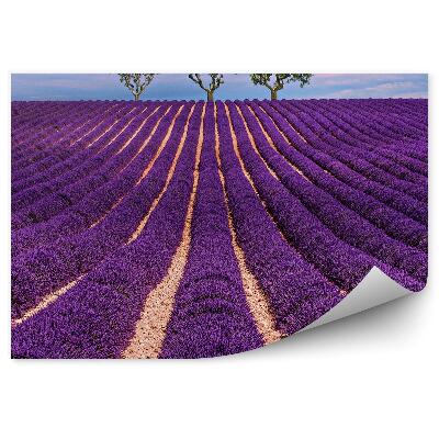 Fototapet vintage Câmpul de lavandă cerul înnorii copacii