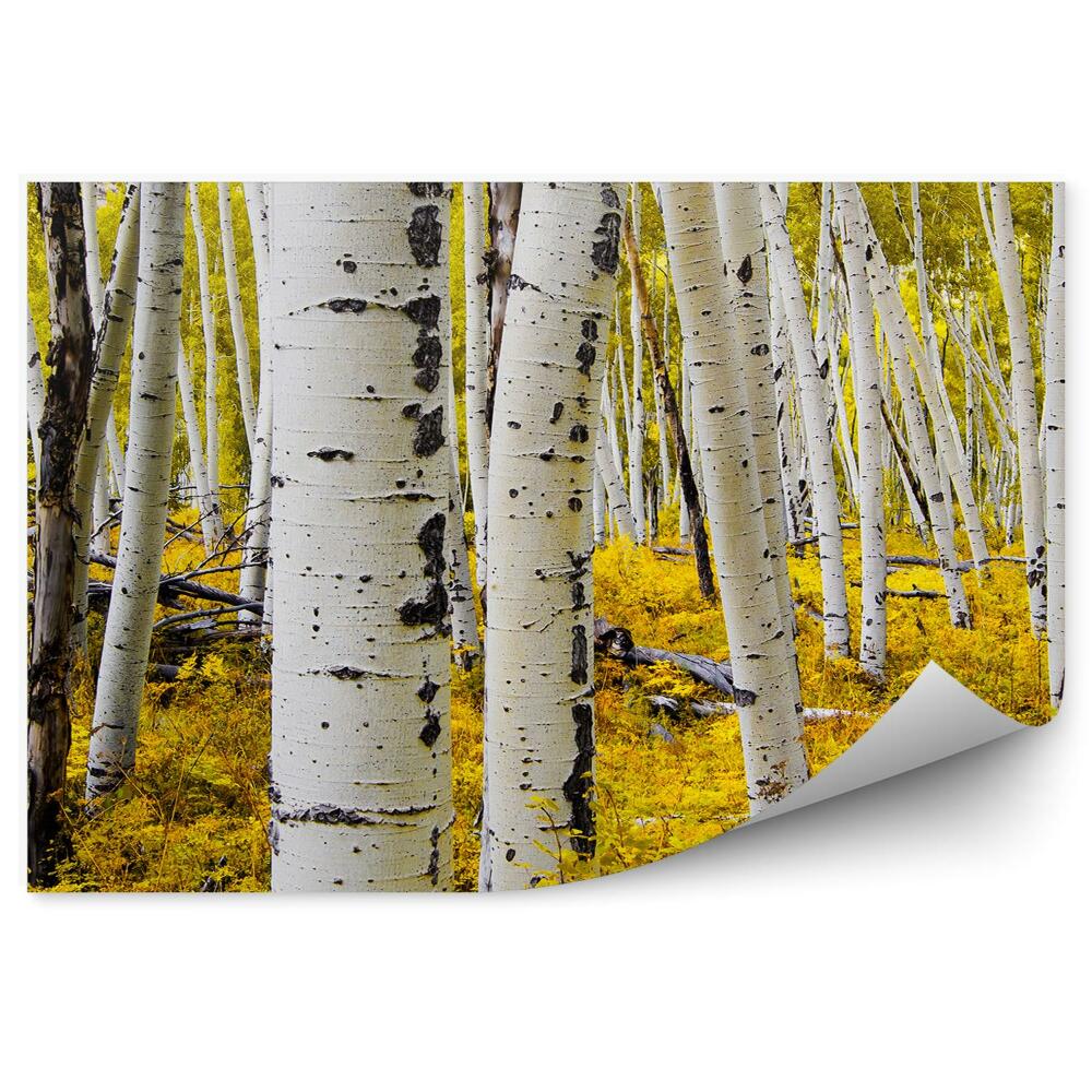 Decor fototapet Mesteacan Alb Plop