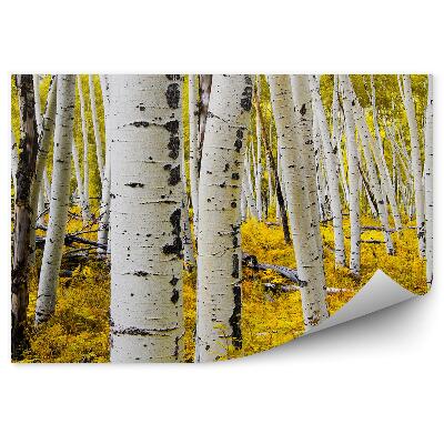 Decor fototapet Mesteacan Alb Plop