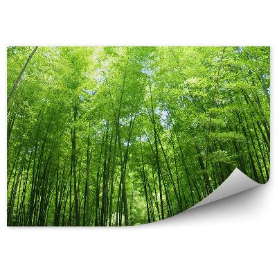 Decor fototapet Pădure Luxuriantă De Bambus Cu Copaci Verzi