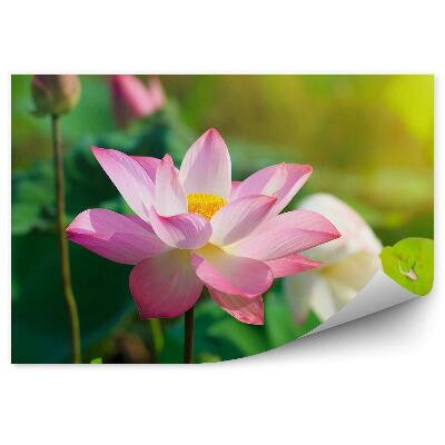 Fototapet flori de lotus