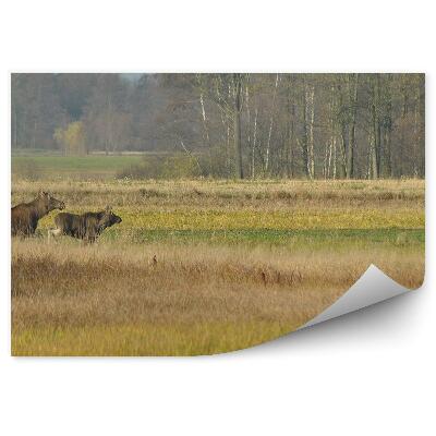 Fototapet perete Elan Iarba Curățarea Copacilor Toamna