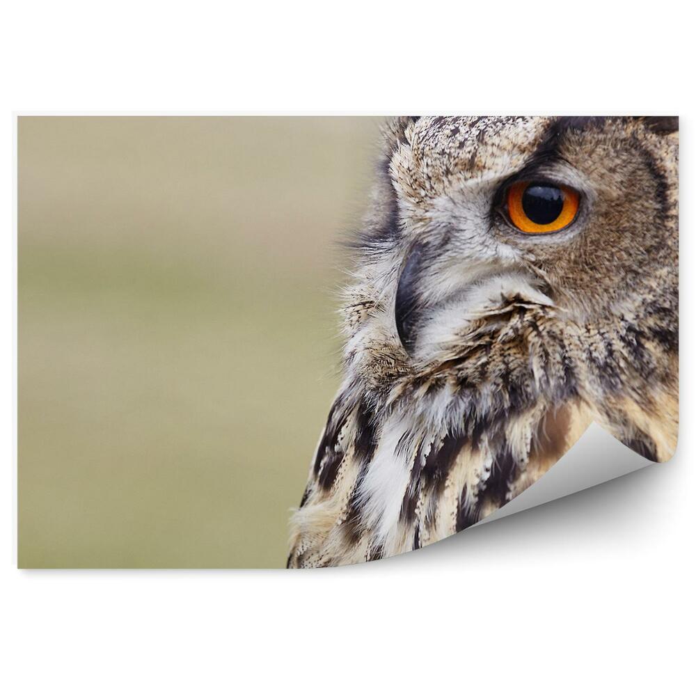 Fototapet pentru perete Bufnita Vultur De Aproape