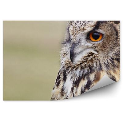 Fototapet pentru perete Bufnita Vultur De Aproape
