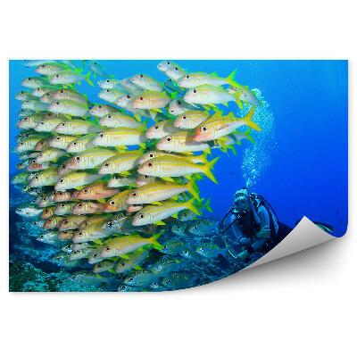 Fototapet vintage Un Banc De Pești Și Un Scafandru