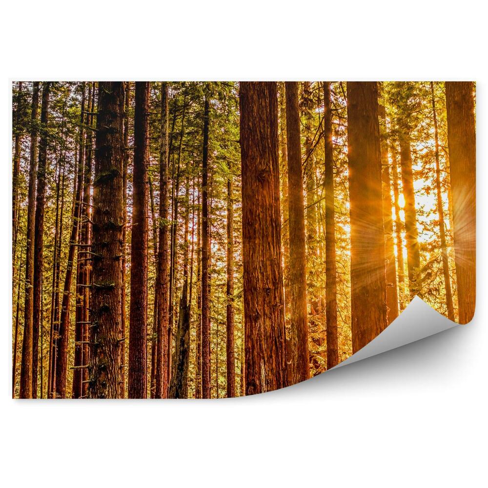 Fototapet pentru perete Roșu Toamna Copaci De Lumină Natura