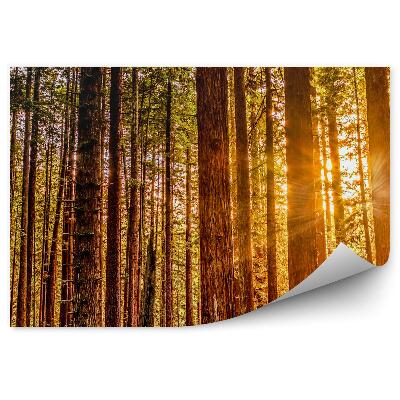 Fototapet pentru perete Roșu Toamna Copaci De Lumină Natura