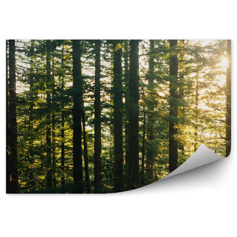 Fototapet Pădurea De Pini De Soare