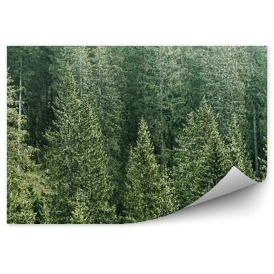 Fototapet pentru perete Vedere Păduri De Conifere