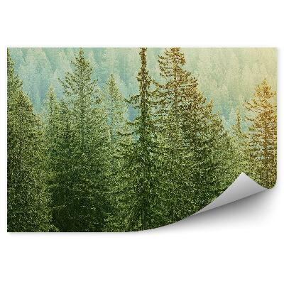Decor fototapet Vedere Păduri De Conifere