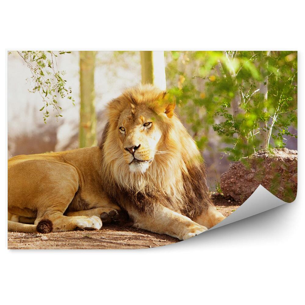 Fototapet Un Leu Întins Pe Pământ În Junglă