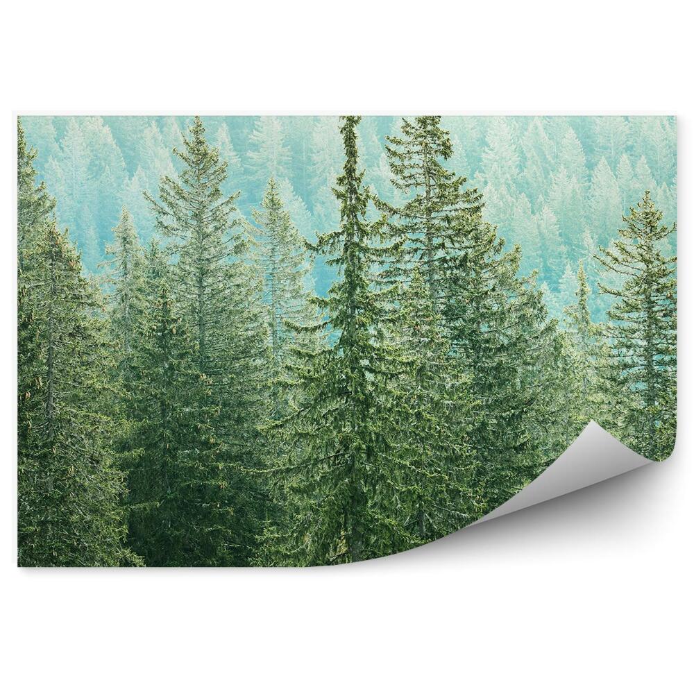 Fototapet Vedere Păduri De Conifere