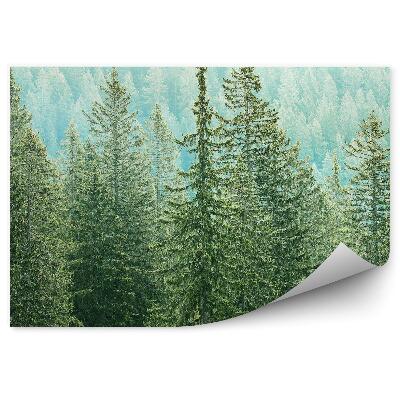 Fototapet Vedere Păduri De Conifere