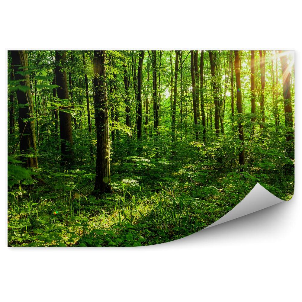 Fototapet perete Copaci De Pădure Ramuri De Copaci Verzi De Vară