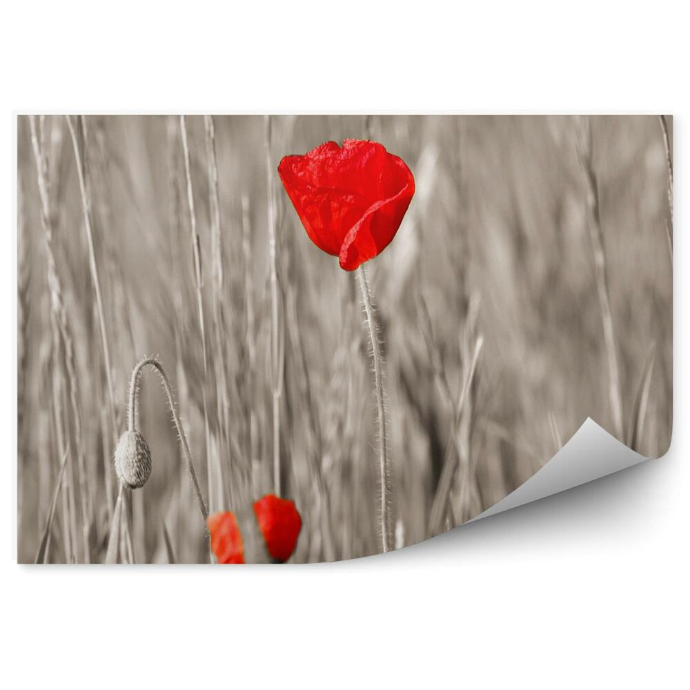 Fototapet pentru perete Maci roșii cu tulpini gri, petale de flori