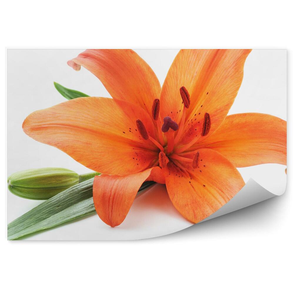 Fototapet vintage Crini portocalii fundal alb