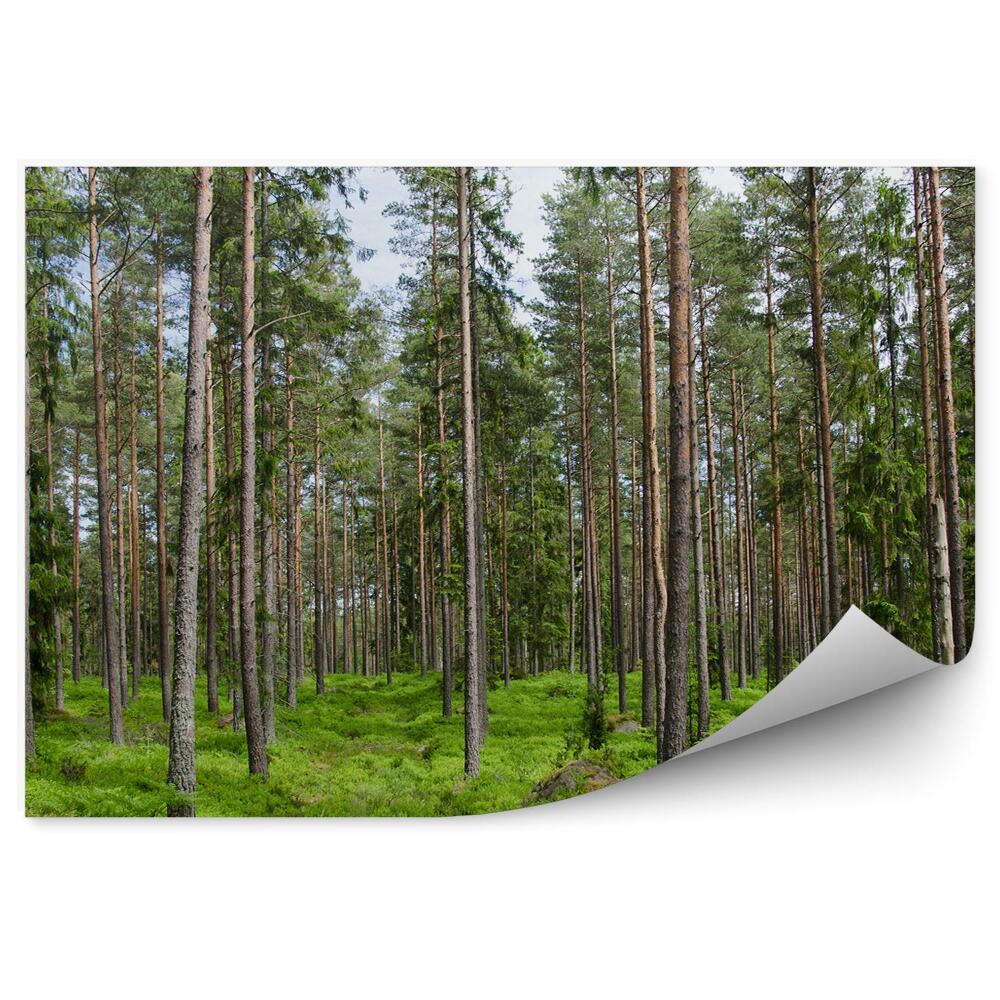 Fototapet vintage Iarba De Pădure De Conifere