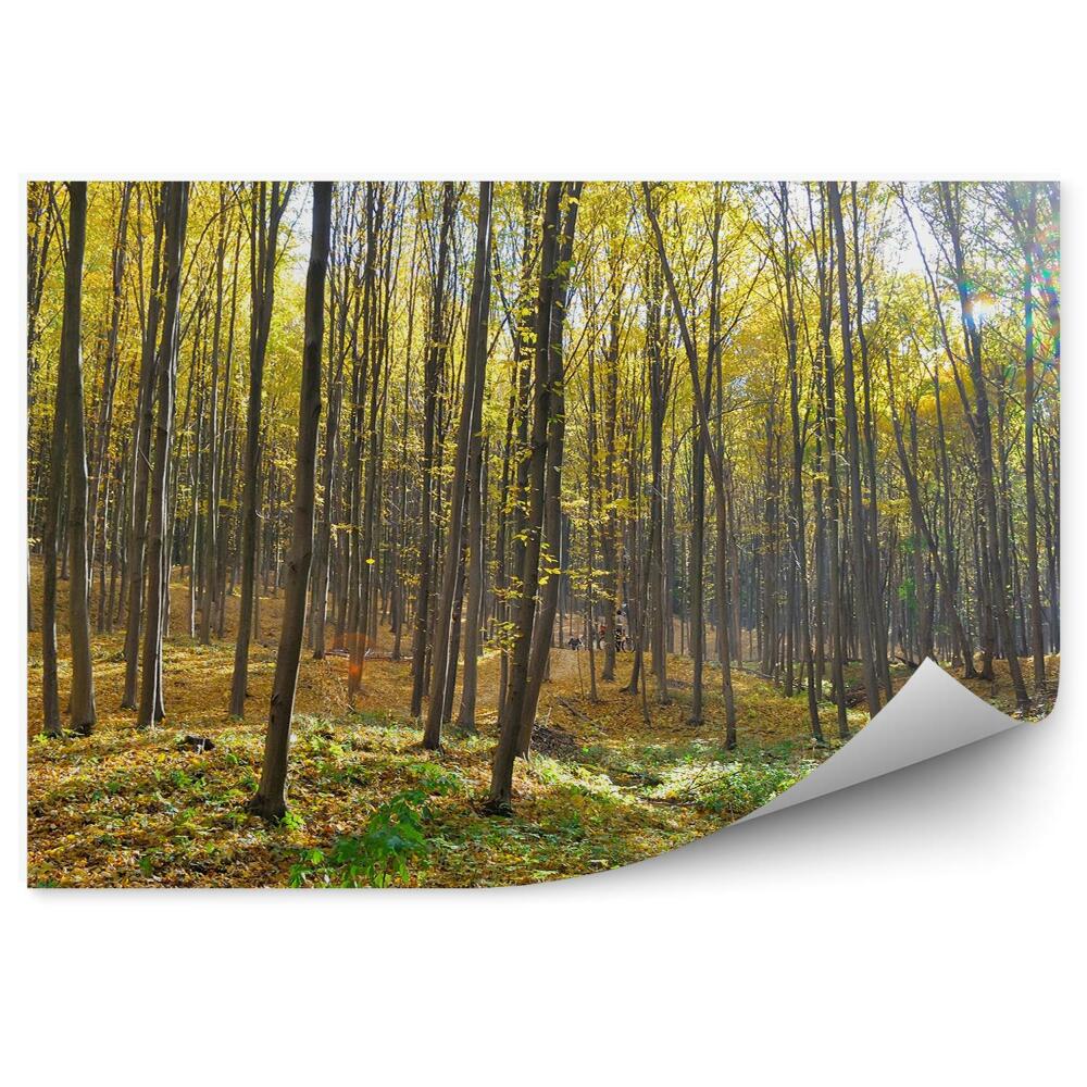 Fototapet Pădure De Toamnă