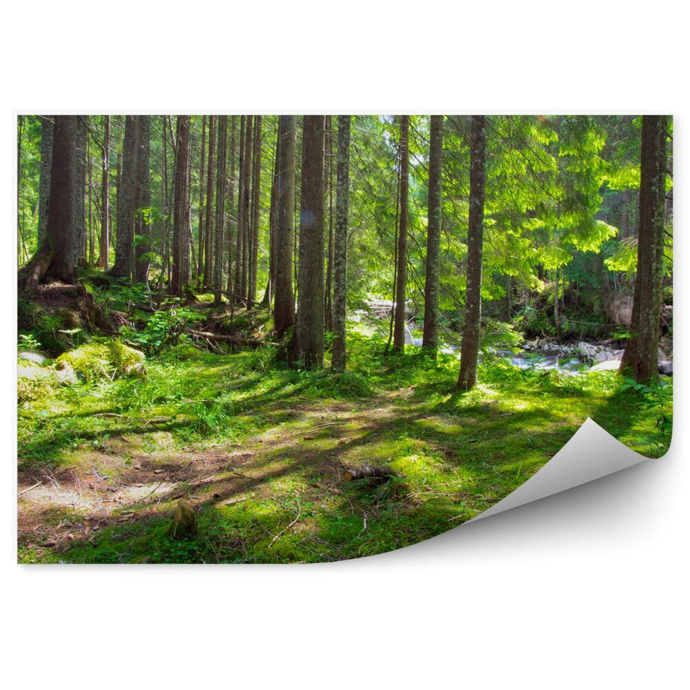 Decor fototapet Pădure Verde Apă Curent Iarbă